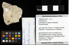 Foto (Objekt + Etiketten) von Eodromites sp. 